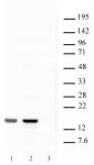 Histone H2A.X antibody (pAb) tested by Western blot.