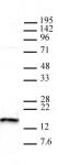 Histone H2A.X antibody (pAb) tested by Western blot.