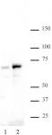 NFκB p65 phospho Ser529 antibody (pAb) tested by Western blot.
