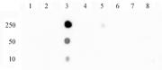 NFκB p65 phospho Ser529 antibody (pAb) tested by dot blot analysis.