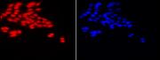 Histone H3K18ac antibody (pAb) tested by immunofluorescence.
