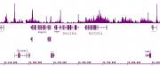 Histone H4K5ac antibody (pAb) tested by ChIP-Seq.