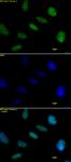 Histone H1 antibody (pAb) tested by immunofluorescence.