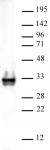 Histone H1 antibody (pAb) tested by Western blot.