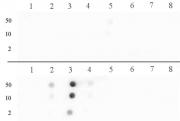 Histone H3R17me2a (asymmetric) antibody (pAb) tested by dot blot analysis.