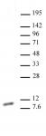 Histone H4K20me1 antibody (mAb) tested by Western blot.