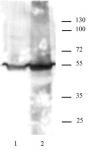 KLF4 antibody (pAb) tested by Western blot.