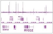 RNA pol II CTD phospho Ser5 antibody (pAb) tested by ChIP-Seq.