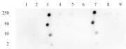 Histone H3K18ac antibody (pAb) tested by dot blot analysis.