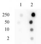 Sp1 phospho Ser101 antibody (pAb) tested by dot blot analysis.