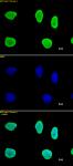 Histone H3 antibody (mAb) tested by immunofluorescence.