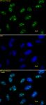 Histone H3K9me3 antibody (pAb) tested by immunofluorescence.