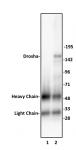Drosha antibody (pAb) tested by immunoprecipitation.