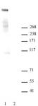 Ki-67 antibody (pAb) tested by Western blot.