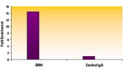 SMARCA2 / BRM antibody (mAb) tested by ChIP.