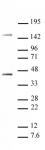 Oct-4 antibody (pAb) tested by Western blot.