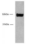 HNF-3α / FOXA1 antibody (mAb) tested by Western blot.