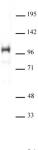 SATB1 antibody (pAb) tested by Western blot.