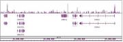 Sox2 antibody (pAb) tested by ChIP-Seq.