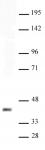 Sox2 antibody (pAb) tested by Western blot.