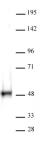 CTBP antibody (pAb) tested by Western blot.