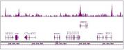 Boris / CTCFL antibody (pAb) tested by ChIP-Seq.