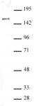 SIN3A antibody (pAb) tested by Western blot.