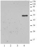 Histone macroH2A2 antibody (pAb) tested by Western blot.
