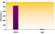 EZH2 antibody (mAb) tested by ChIP.