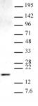 Histone H3K9me1 antibody (pAb) tested by Western blot.