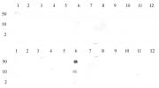 Histone H3K27me1 antibody (pAb) tested by dot blot analysis.