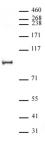 NCoA4 / ELE1 antibody (pAb) tested by Western blot.