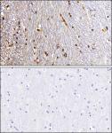 EZH2 antibody (pAb) tested by immunohistochemistry.