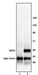SIRT6 antibody (pAb) tested by immunoprecipitation.
