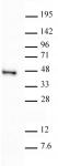 SIRT6 antibody (pAb) tested by Western blot.