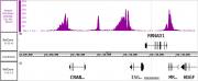 Histone H3K4me3 antibody (pAb) tested by ChIP-Seq.