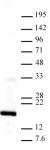 Histone H3K4me3 antibody (pAb) tested by Western blot.