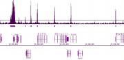 Histone H3K9ac antibody (pAb) tested by ChIP-Seq.