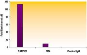 Histone H3K9ac antibody (pAb) tested by ChIP.
