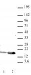 Histone H3K9ac antibody (pAb) tested by Western blot.