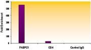 Histone H3K79me2 antibody (pAb) tested by ChIP.