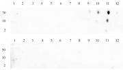 Histone H3K79me2 antibody (pAb) tested by dot blot analysis.