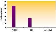 Histone H4ac (pan-acetyl) antibody (pAb) tested by ChIP.