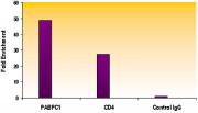 Histone H4K12ac antibody (pAb) tested by ChIP.