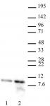 Histone H4K12ac antibody (pAb) tested by Western blot.
