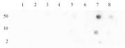 Histone H4K16ac antibody (pAb) tested by dot blot analysis.