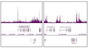 Histone H2A.Z antibody (pAb) tested by ChIP-Seq.