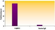 Histone H2A.Z antibody (pAb) tested by ChIP.