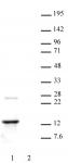 Histone H2A.Z antibody (pAb) tested by Western blot.