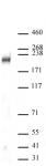 DOT1L antibody (pAb) tested by Western blot.